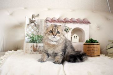 ペルシャ(チンチラ)【佐賀県・女の子・2021年2月15日・チンチラゴールデン】の写真「可愛いネコちゃん💛」