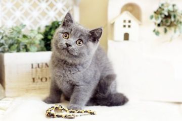 ブリティッシュショートヘア【佐賀県・女の子・2016年8月23日・ブルー】の写真「」