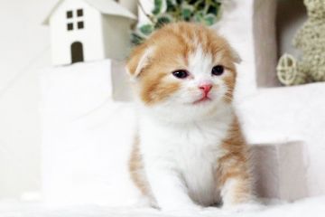 スコティッシュフォールド【佐賀県・男の子・2016年3月1日・レッドタビー&ホワイト】の写真「」