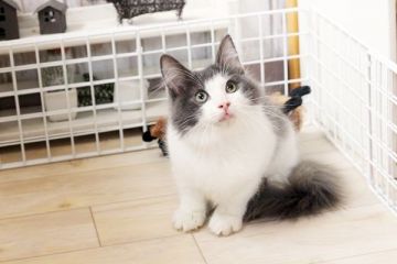 ノルウェージャンフォレストキャット【佐賀県・男の子・2016年4月4日・ブルーホワイト】の写真「」