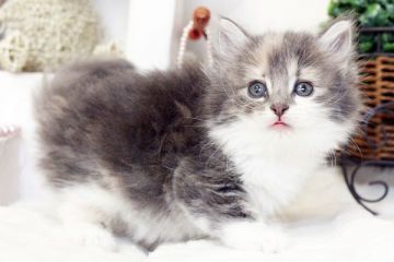 ノルウェージャンフォレストキャット【佐賀県・女の子・2016年4月4日・ダイリュウードキャリコ】の写真「」