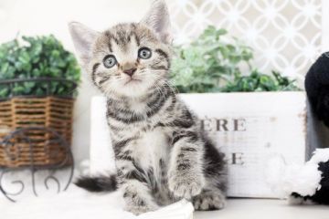 マンチカン【佐賀県・男の子・2016年3月20日・シルバータビー】の写真「」