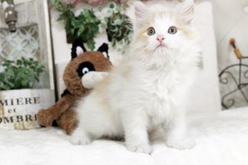 ノルウェージャンフォレストキャット【佐賀県・女の子・2018年11月28日・レッド&ホワイト】の写真「可愛いお顔ノルちゃんです。」