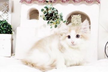 ノルウェージャンフォレストキャット【佐賀県・男の子・2017年1月24日・クリーム&ホワイト】の写真「とてもハンサムさんのノルウェージャン」