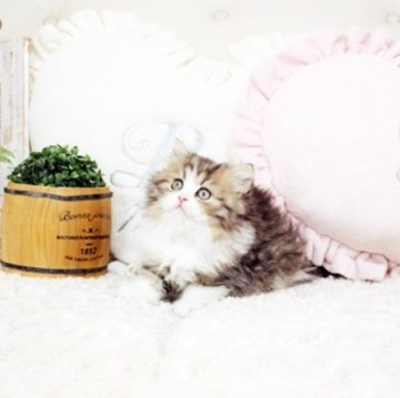 ペルシャ(チンチラ)【佐賀県・女の子・2023年3月16日・チンチラゴールデン】の写真「可愛いチンチラちゃん★」