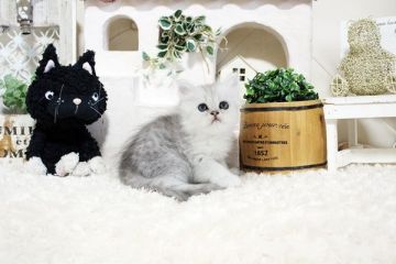 ペルシャ(チンチラ)【佐賀県・男の子・2021年9月2日・チンチラシルバー】の写真「ウルウルお目目のチンチラちゃん★」