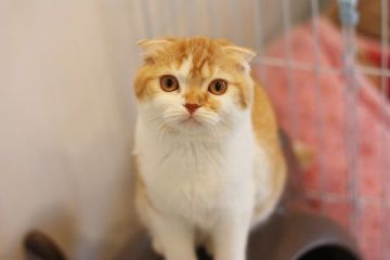 スコティッシュフォールド【佐賀県・女の子・2015年8月14日・レッドタビー&ホワイト】の写真「」