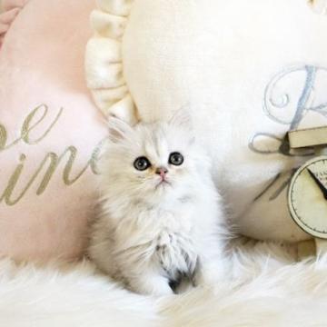 ペルシャ(チンチラ)【佐賀県・女の子・2022年10月4日・チンチラシルバー】の写真「可愛いチンチラちゃん★」