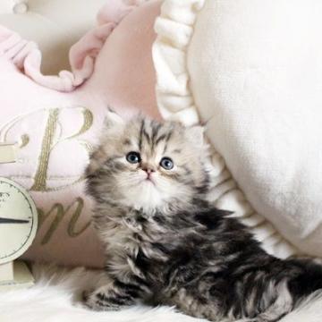 ペルシャ(チンチラ)【佐賀県・男の子・2022年11月2日・チンチラゴールデン】の写真「可愛いチンチラちゃん★」