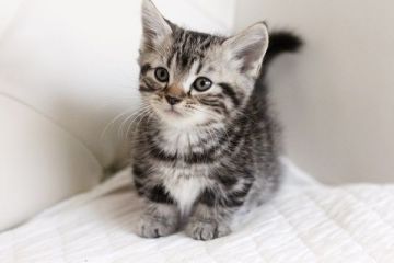 マンチカン【佐賀県・男の子・2014年11月4日・シルバータビー】の写真「短めのあんよだよ」