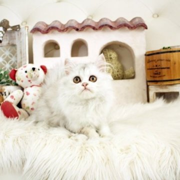 ペルシャ(チンチラ)【佐賀県・男の子・2024年3月16日・カメオタビー】の写真「元気なチンチラちゃん★」
