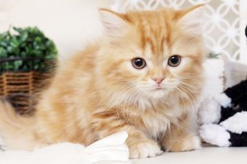 スコティッシュフォールド【佐賀県・女の子・2016年2月17日・レッドタビー&ホワイト】の写真「」