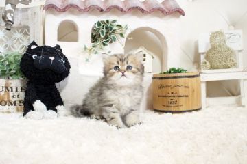 ペルシャ(チンチラ)【佐賀県・男の子・2022年3月14日・チンチラゴールデン】の写真「可愛いチンチラちゃん💛」