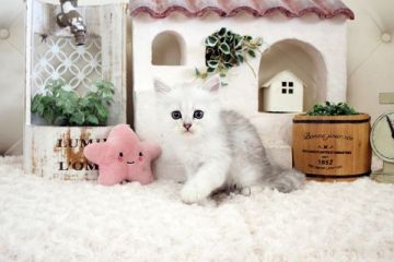 ペルシャ(チンチラ)【佐賀県・女の子・2021年6月9日・チンチラシルバー】の写真「可愛いチンチラちゃん★」