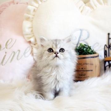 ペルシャ(チンチラ)【佐賀県・女の子・2022年10月4日・チンチラシルバー】の写真「可愛いチンチラちゃん★」