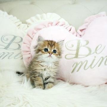 ペルシャ(チンチラ)【佐賀県・女の子・2022年10月4日・チンチラゴールデン】の写真「可愛いチンチラちゃん★」