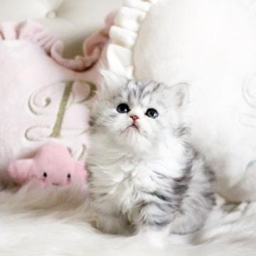 ペルシャ(チンチラ)【佐賀県・男の子・2022年11月2日・チンチラシルバー】の写真「可愛いチンチラちゃん★」