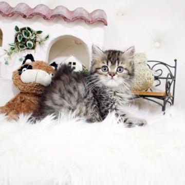 ペルシャ(チンチラ)【佐賀県・女の子・2022年5月13日・チンチラゴールデン】の写真「ウルウルお目目のチンチラちゃん★」