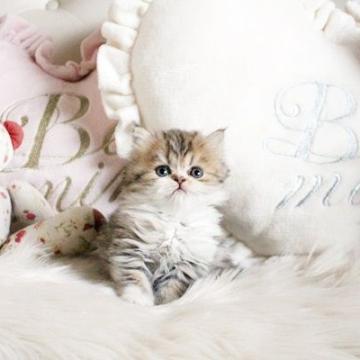 ペルシャ(チンチラ)【佐賀県・女の子・2022年11月2日・チンチラゴールデン】の写真「可愛いチンチラちゃん★」