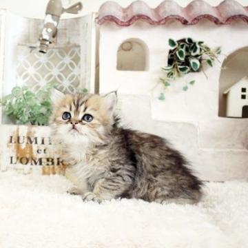 ペルシャ(チンチラ)【佐賀県・女の子・2022年9月1日・チンチラゴールデン】の写真「可愛いチンチラちゃん★」