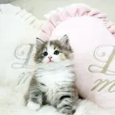 ノルウェージャンフォレストキャット【佐賀県・女の子・2022年9月30日・ダイリュートキャリコ】の写真1