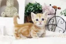 マンチカン【佐賀県・女の子・2016年2月20日・レッドタビー】の写真3