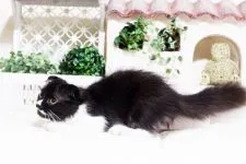 スコティッシュフォールド(立ち耳)【佐賀県・男の子・2017年2月20日・ブラック&ホワイト】の写真3