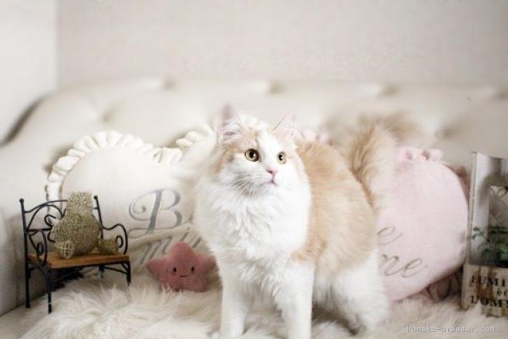 mia サンプルページ ノルウェージャンフォレスト 置物 猫 長毛種 mia サンプルページ ノルウェージャンフォレスト 置物 猫 長毛種