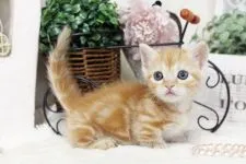 マンチカン【佐賀県・女の子・2016年2月20日・レッドタビー】の写真4