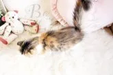 スコティッシュフォールド(折れ耳)【佐賀県・女の子・2023年5月18日・】の写真5