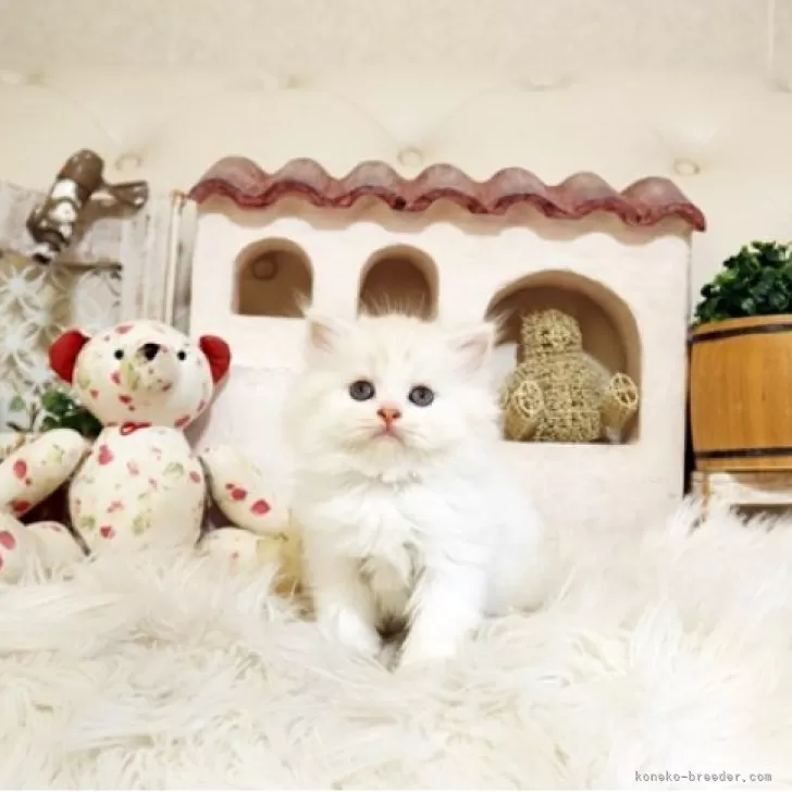 ID：2509-02198の子猫