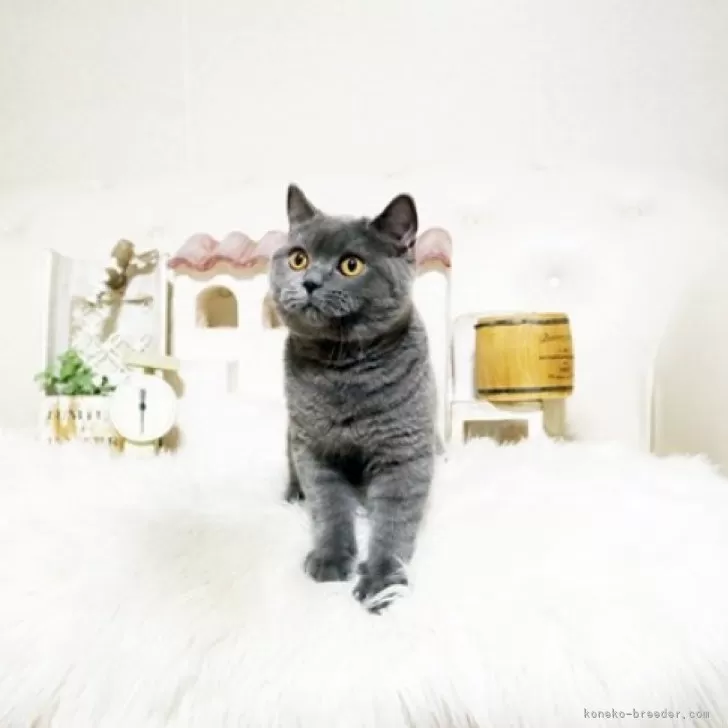 ID：2410-02955の子猫