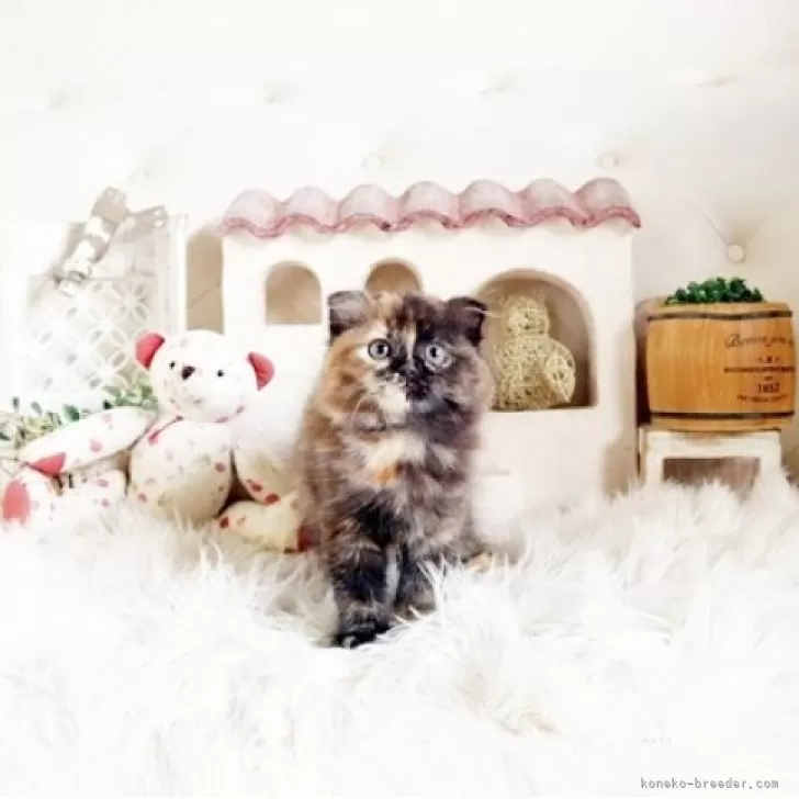 スコティッシュフォールド(折れ耳)【佐賀県・女の子・2025年8月26日・トーティー】の写真1