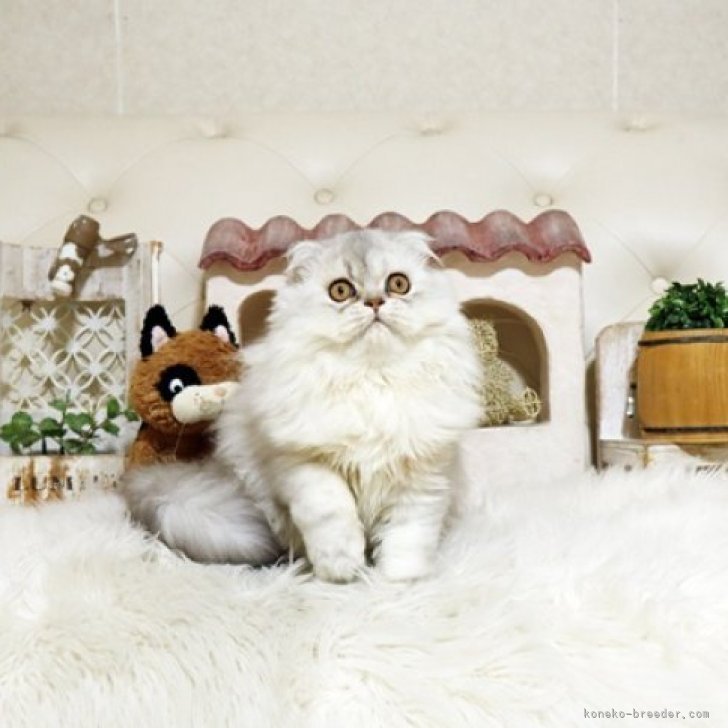 ブリーダー画像