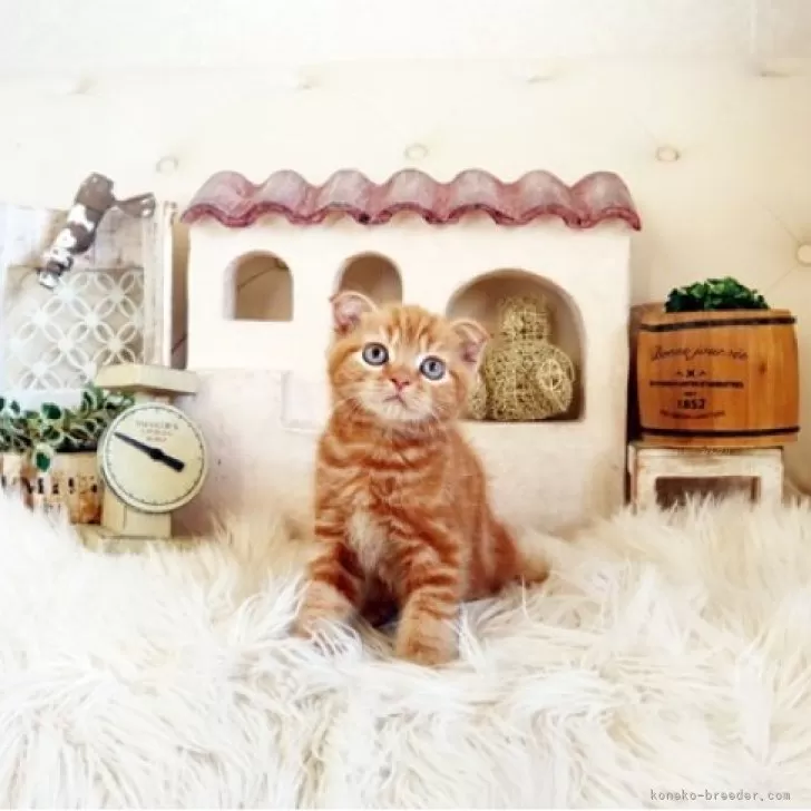 T.Y 様のお迎えした子猫