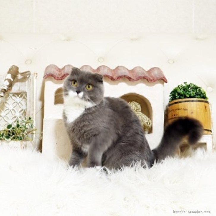 ブリーダー画像