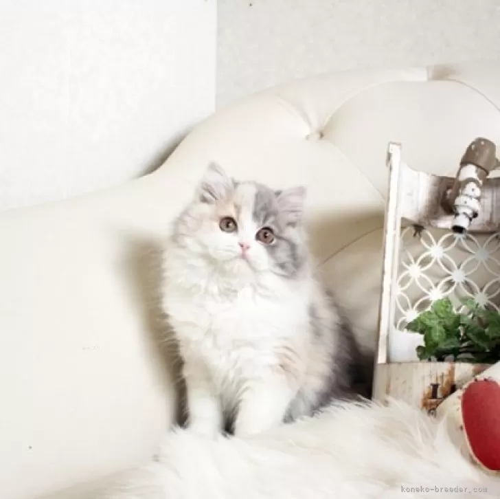 ID:2411-02397の子猫
