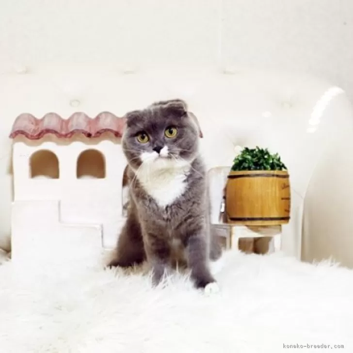 スコティッシュフォールド(折れ耳)【佐賀県・女の子・2025年3月16日・ブルー&amp;ホワイト】の写真1