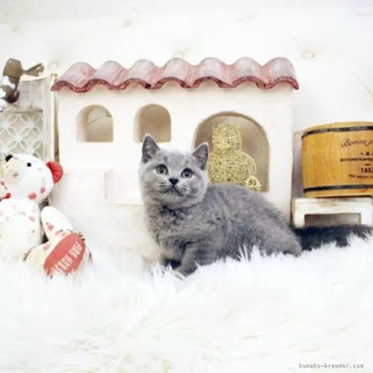 ID:2501-00958の子猫