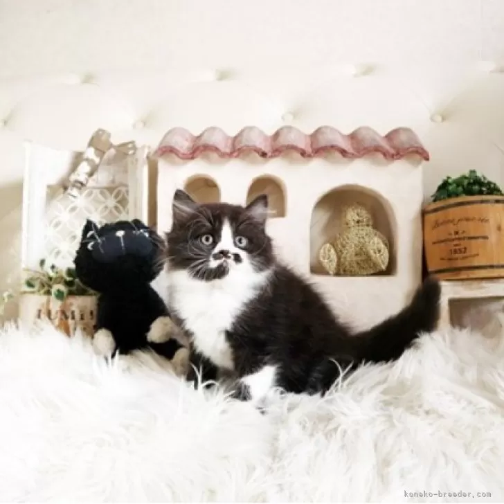 スコティッシュフォールド(立ち耳)【佐賀県・男の子・2025年8月26日・ブラックホワイト】の写真1