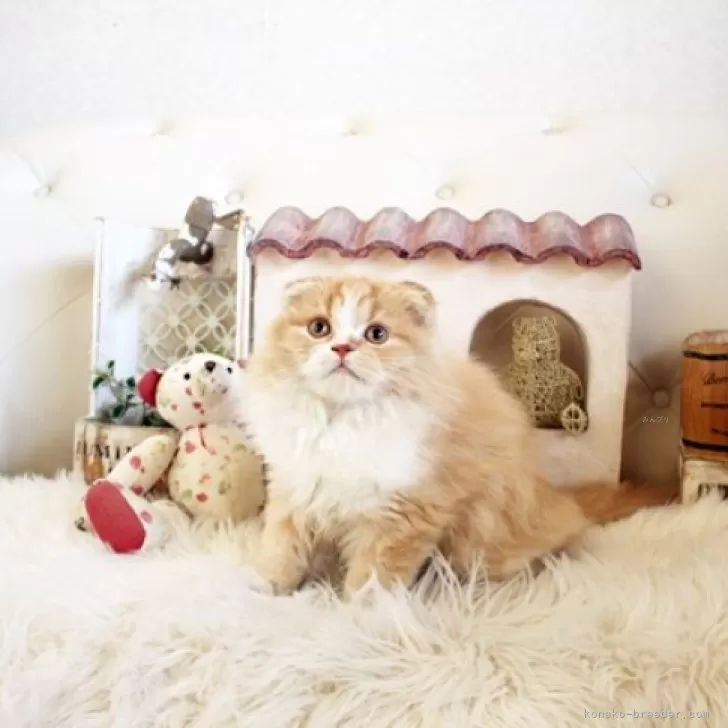 ID:2411-01013の子猫