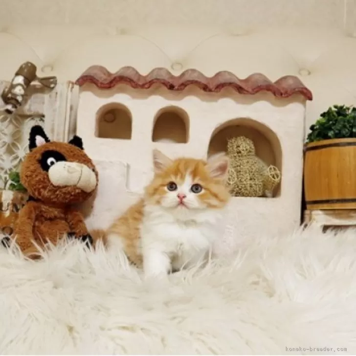 ID：2509-02195の子猫