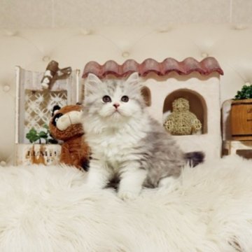 スコティッシュフォールド(立ち耳)【佐賀県・男の子・2025年9月15日・シルバータビー】の写真「可愛いスコちゃん★」