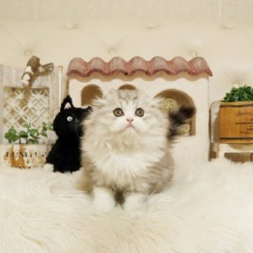 スコティッシュフォールド(折れ耳)【佐賀県・男の子・2025年9月15日・シルバータビー】の写真「可愛いスコちゃん★」