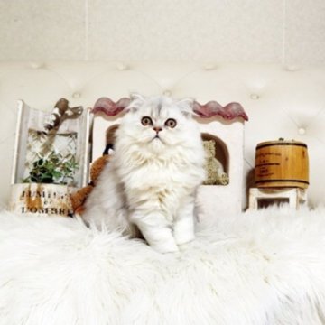 スコティッシュフォールド(立ち耳)【佐賀県・男の子・2025年7月10日・シルバータビー】の写真「可愛いスコちゃん★」