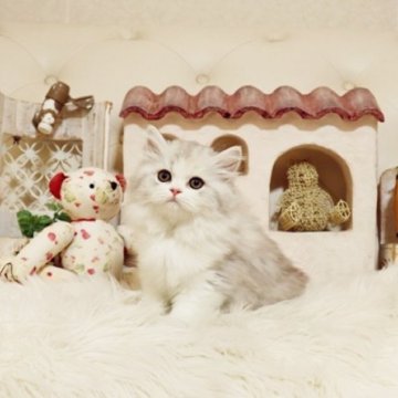 スコティッシュフォールド(立ち耳)【佐賀県・女の子・2025年9月15日・シルバータビー】の写真「可愛いスコちゃん★」