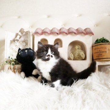 スコティッシュフォールド(立ち耳)【佐賀県・男の子・2025年8月26日・ブラックホワイト】の写真「可愛いスコちゃん★」