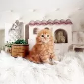スコティッシュフォールド(立ち耳)