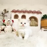 スコティッシュフォールド(立ち耳)