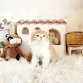 スコティッシュフォールド(立ち耳)